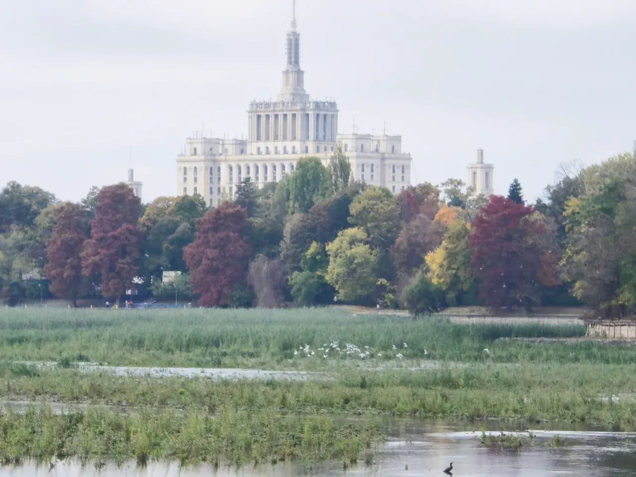 Vegetația și păsările sălbatice au ocupat cuva secată a Lacului Herăstrău în timpul lucrărilor de reabilitare