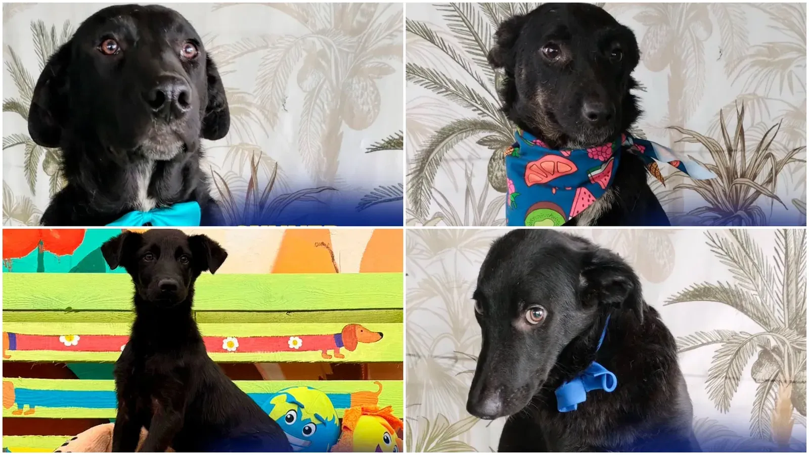 Târg de adopții dedicat câinilor negri, organizat de ASPA la ParkLake