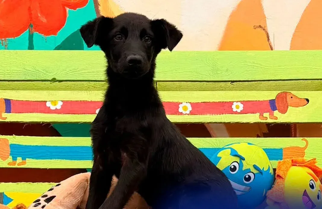 ASPA organizează „Black Dog Day”, primul târg dedicat adopției câinilor cu blană neagră