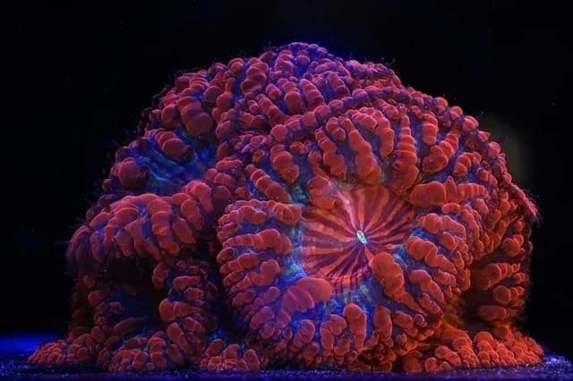 Expoziția „World Unseen”, dedicată coralilor și conservării recifelor, se deschide la Muzeul Geologic Național